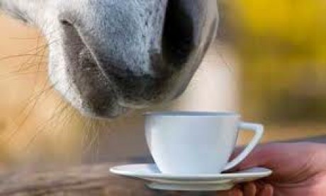 kůň kafe