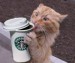 kočka kafe